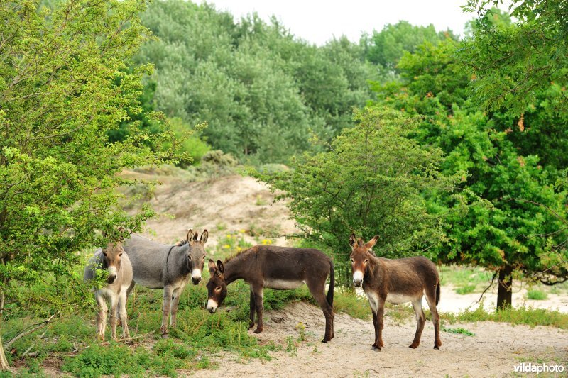 Ezels in de Noordduinen