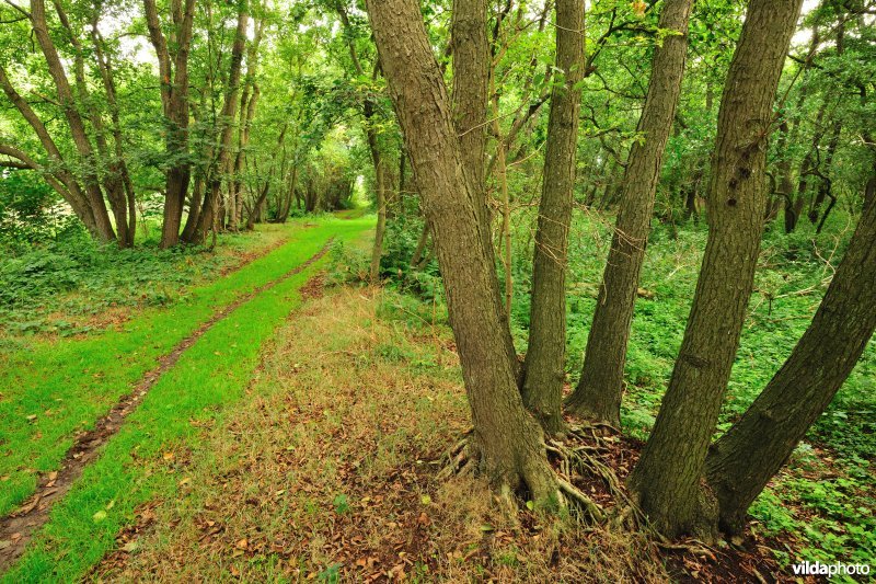 Wandelpad in de Houtsaegerduinen