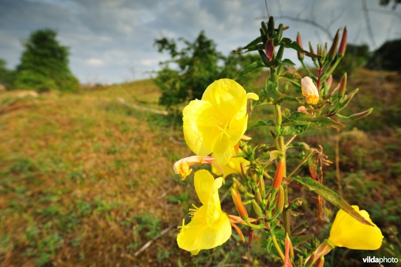 Houtsaegerduinen