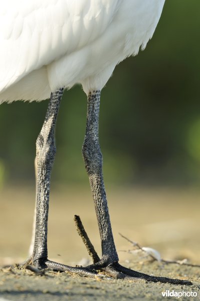 Poten van juveniele Lepelaar