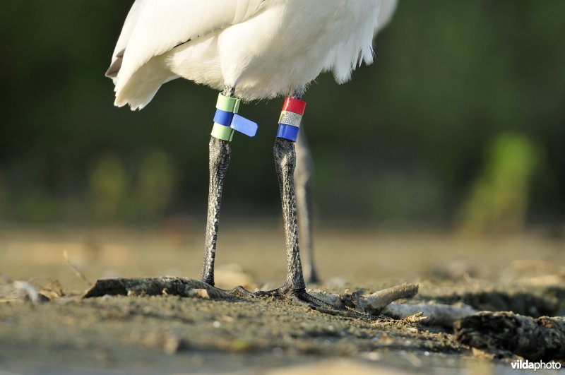 Gekleurringde Juveniele Lepelaar