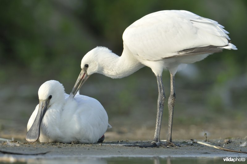 Knuffelende juveniele Lepelaars