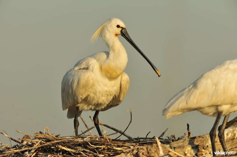 Lepelaar bij nest