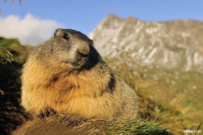 Alpenmarmot in Alpenlandschap