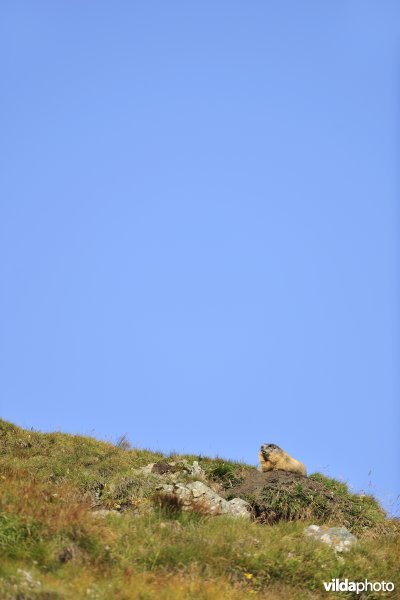 Alpenmarmot op bergkam