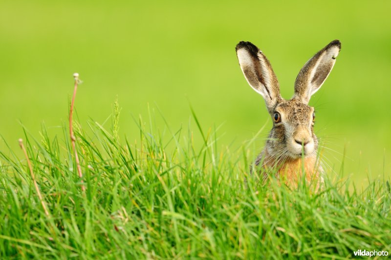 Kopje van Haas steekt uit boven gras