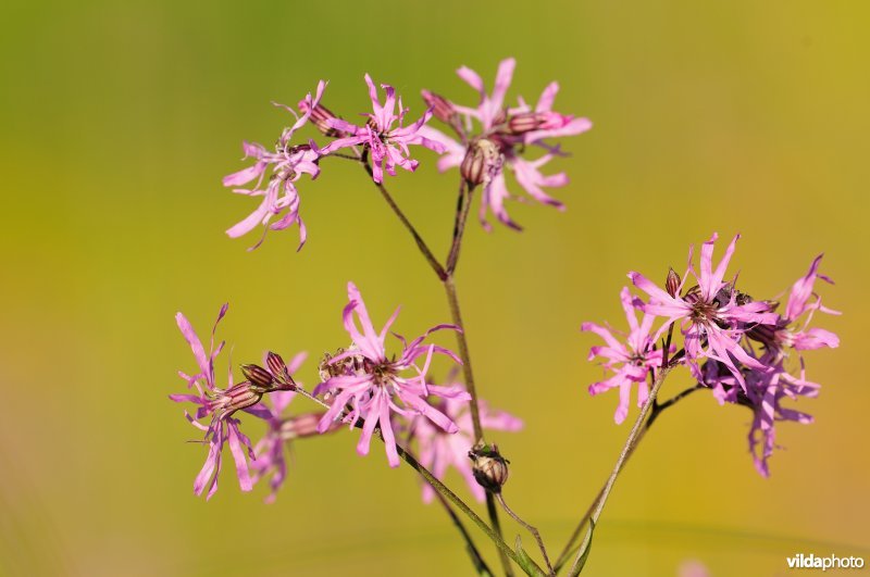 Echte koekoeksbloem