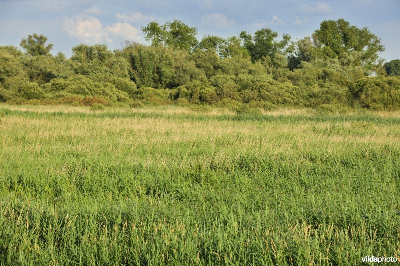 Rietveld in de Blankaart