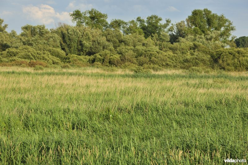 Rietveld in de Blankaart