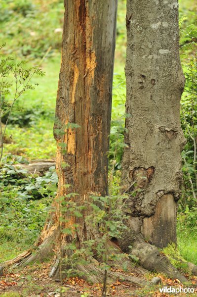Sporen van Bruine beer op boom
