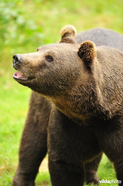 Bruine beer neemt geur op