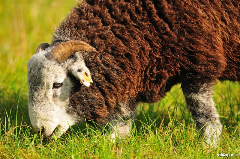 Herdwick schaap