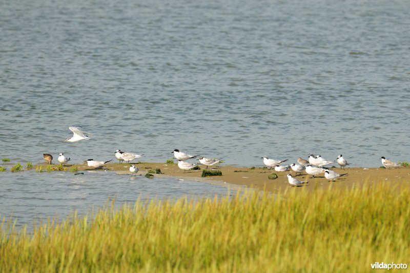 Grote Sternen in de IJzermonding