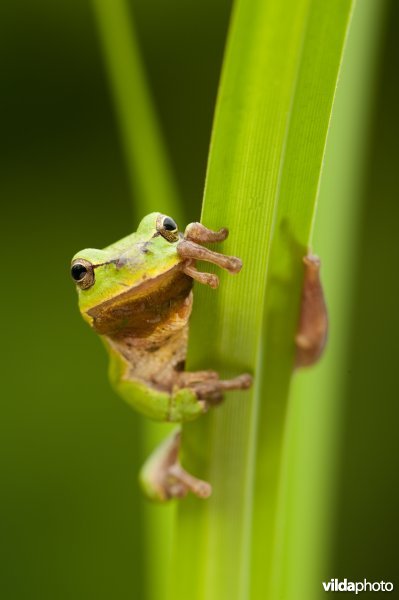 Portret van boomkikker