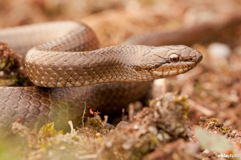 Portret van een gladde slang
