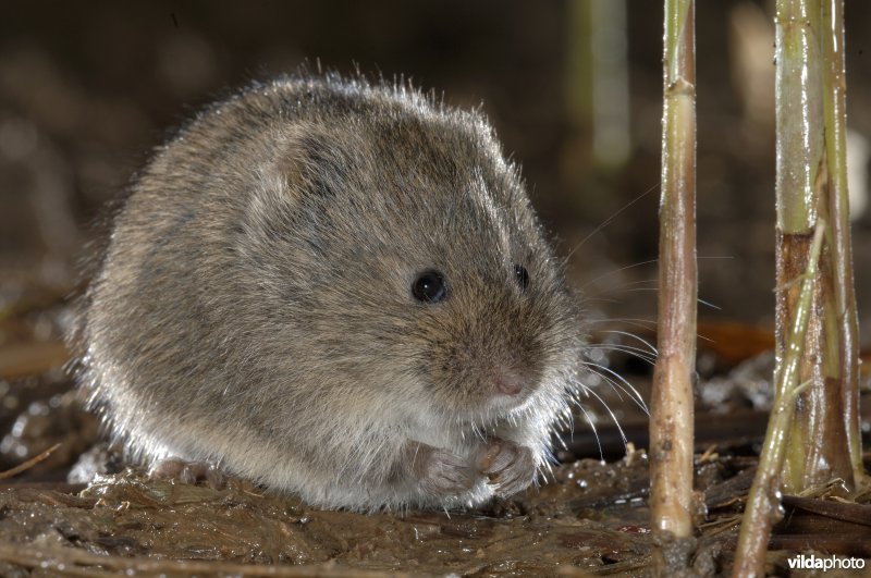 Noordse woelmuis op een bolletje