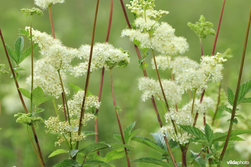 Moerasspirea