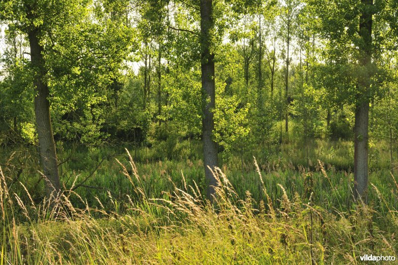 Vlassenbroekse Polders