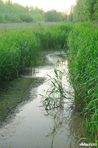 Vlassenbroekse Polders