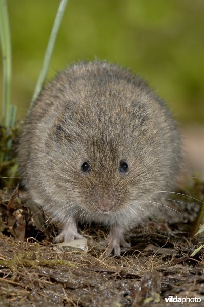 Noordse woelmuis frontaal