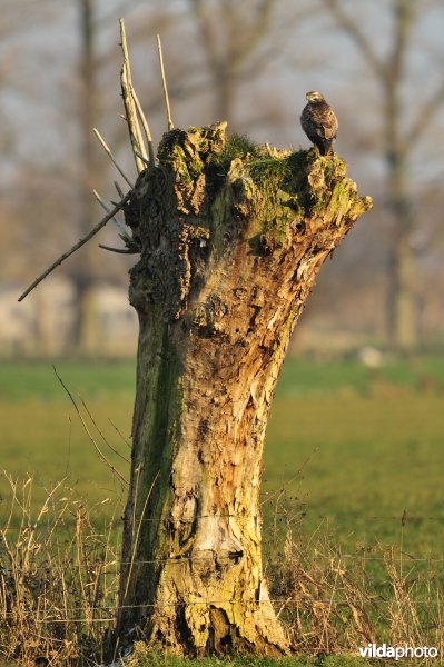 Buizerd op knotwilg