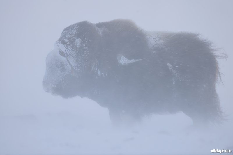 Muskusos in de sneeuw