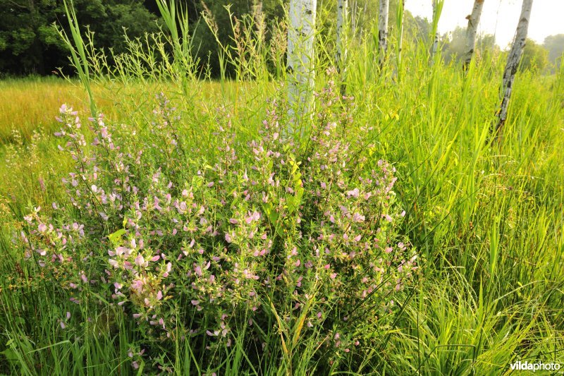 Natuurreservaat Torfbroek