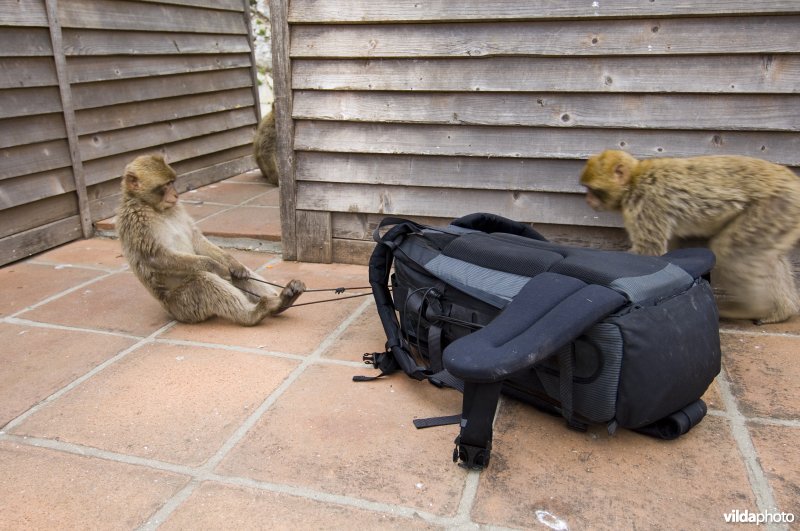 Het voordeel van een zware rugzak