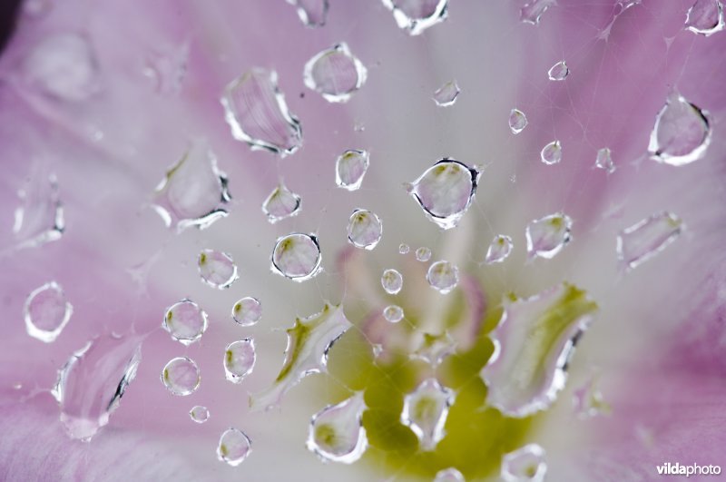 Bedruppeld spinnenweb op akkerwindebloem