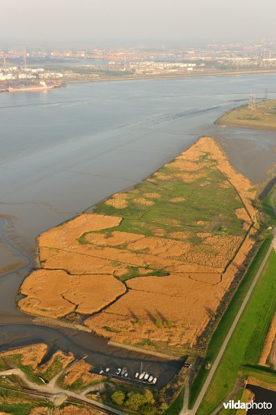 Paardenschor in Doel