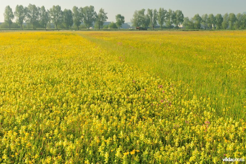 Langemeersen