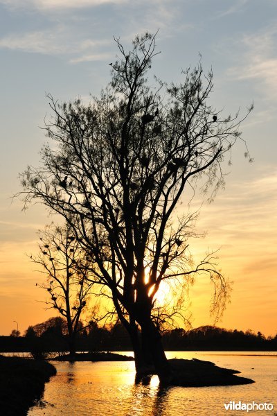 Aalscholverkolonie in de Bourgoyen