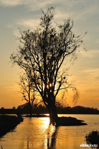 Aalscholverkolonie in de Bourgoyen