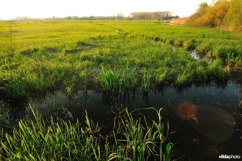 Natte hooilanden in Bourgoyen