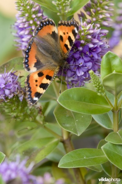 Kleine Vos in de tuin