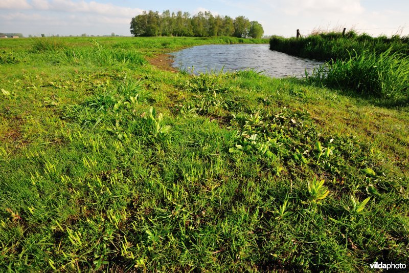 Muizestaartje in de IJzerbroeken