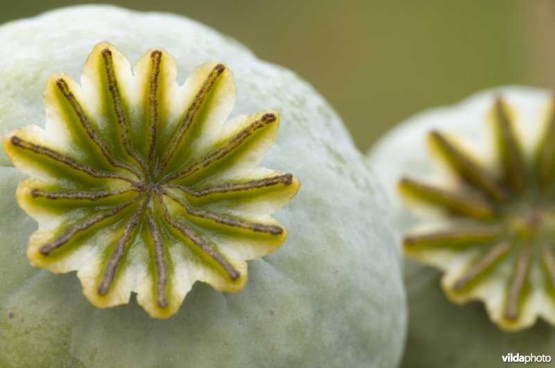 Vruchtdozen van Papaver