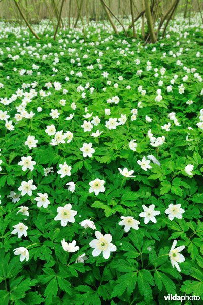 Tapijt van Bosanemoon