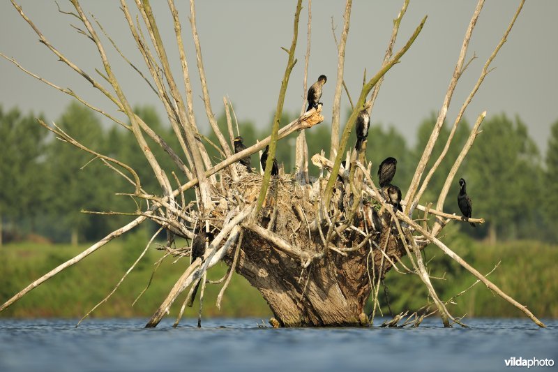 Verrebroekse plassen