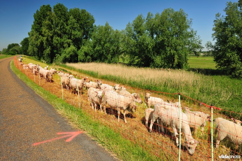 Scheldedijkbegrazing aan het Paardebroek