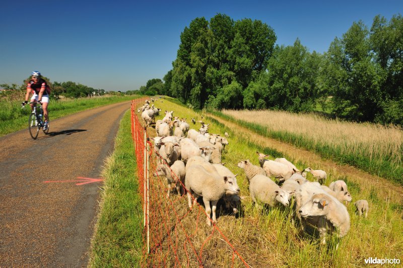 Scheldedijkbegrazing aan het Paardebroek