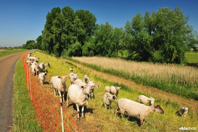 Scheldedijkbegrazing aan het Paardebroek