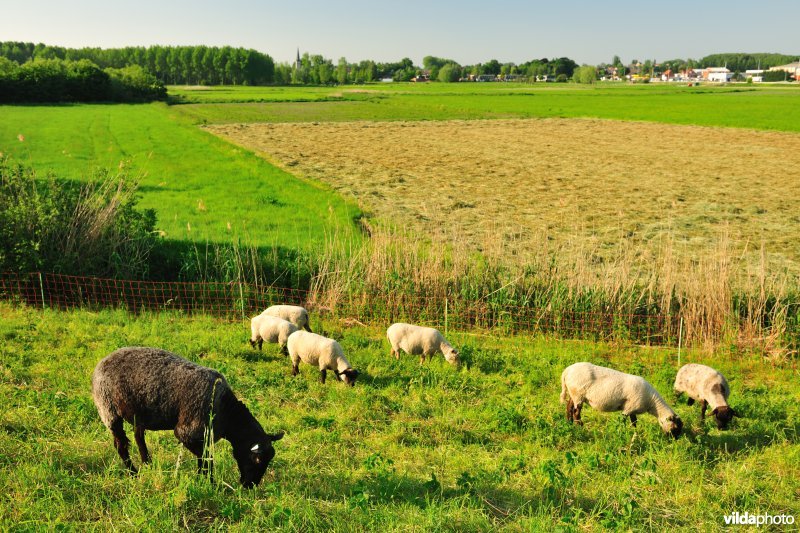 Durmedijkbegrazing aan het Grootbroek