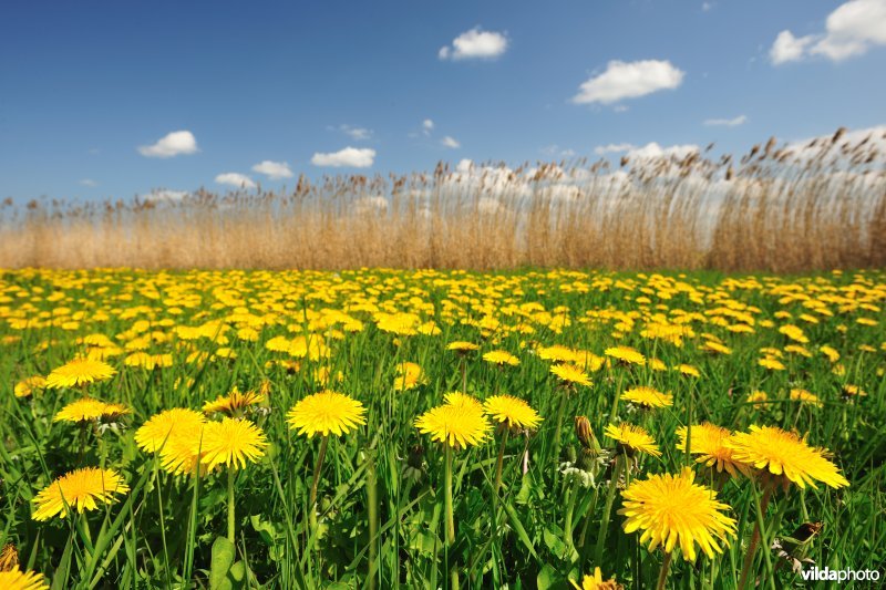 Paardebloemen aan de Vlavaart
