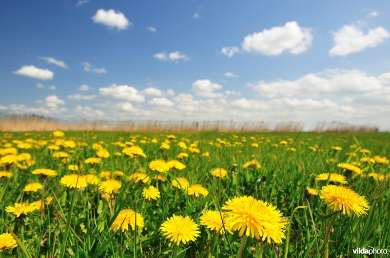 Paardebloemen aan de Vlavaart