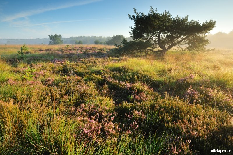 Kalmthoutse Heide