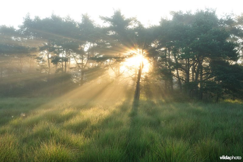 Kalmthoutse Heide