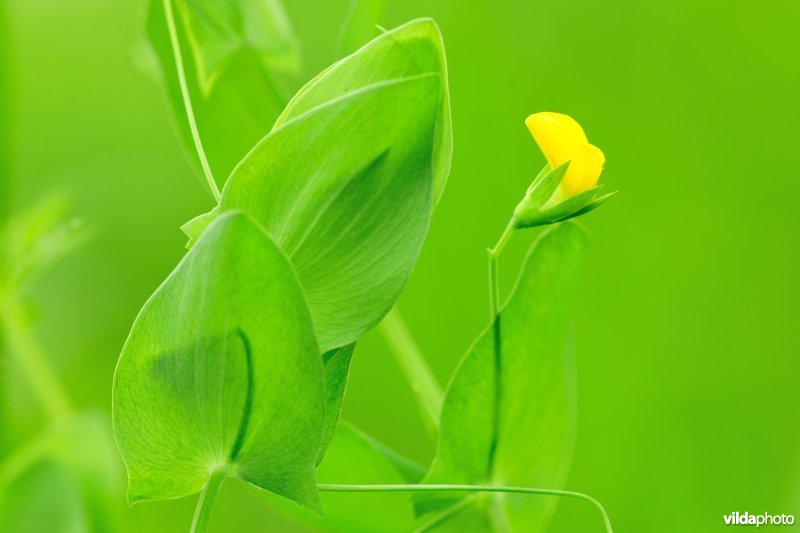 Naakte lathyrus