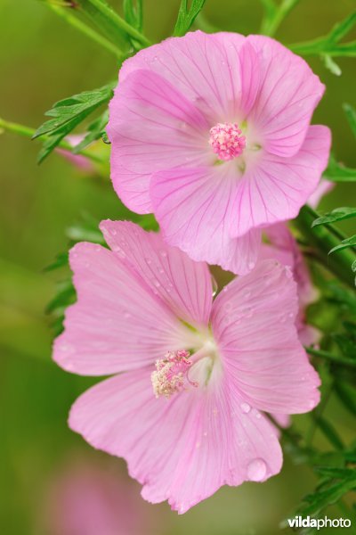 Vijfdelig kaasjeskruid