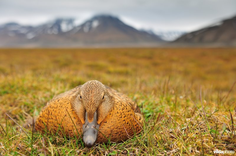 Vrouwtje Koningseider op nest